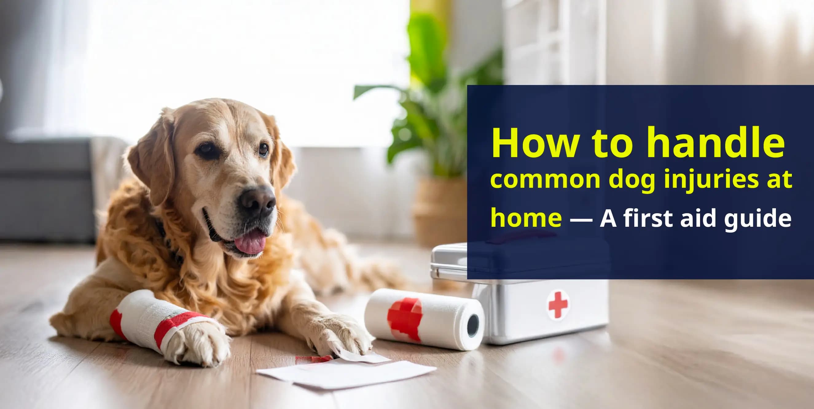 Dog First Aid 101: How to treat common injuries at home